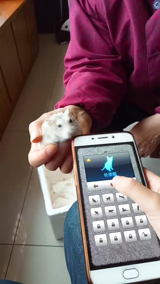仓鼠呼唤同伴的叫声录音