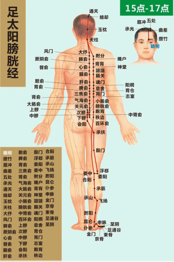 动态经络图解十二经脉