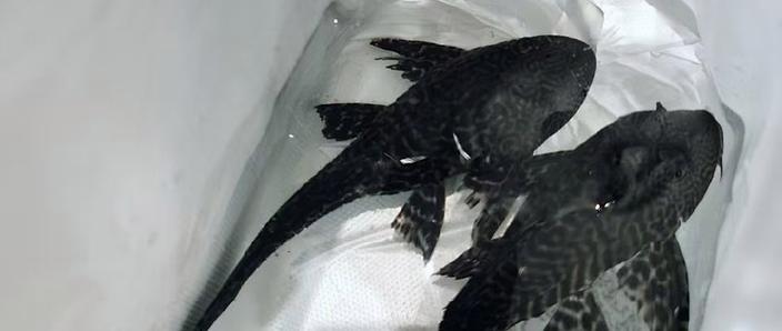 清道夫不打氧气会死吗