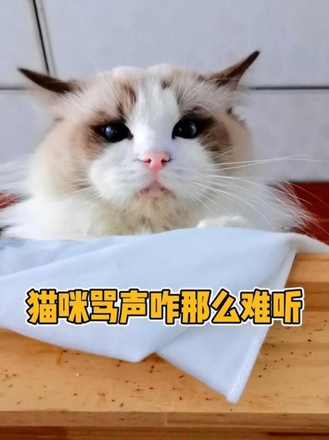 猫声电台破解版