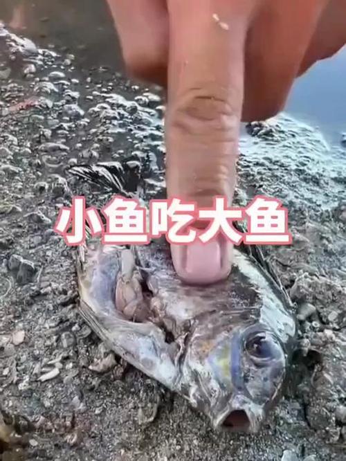 小鱼吃大鱼 电影 2012