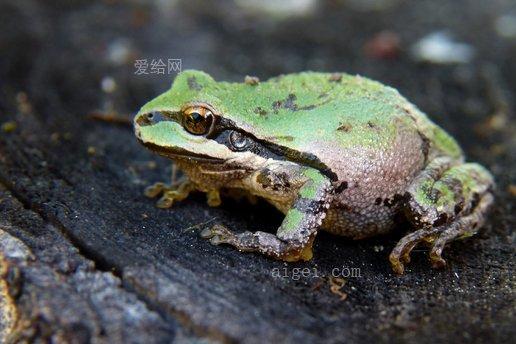 台湾绿蛙啥意思