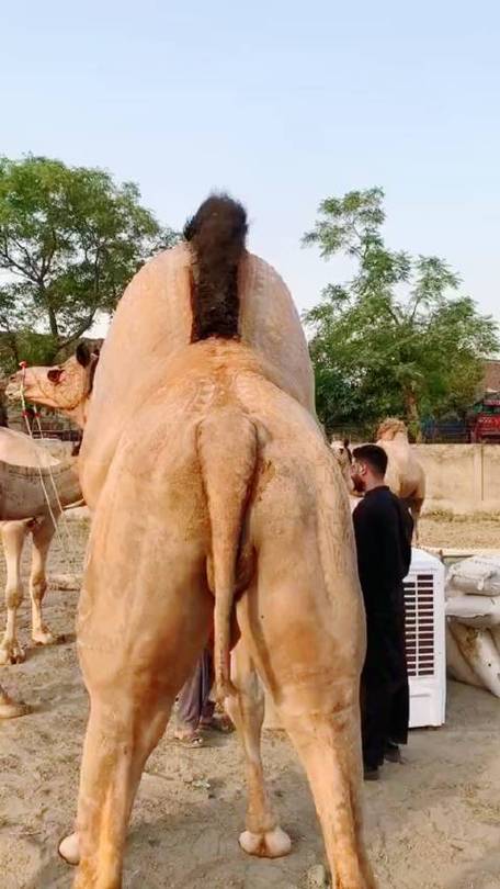 变异骆驼
