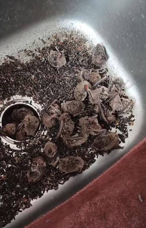 怎么赶走空调里的蝙蝠