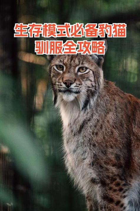 驯服豹猫需要什么条件