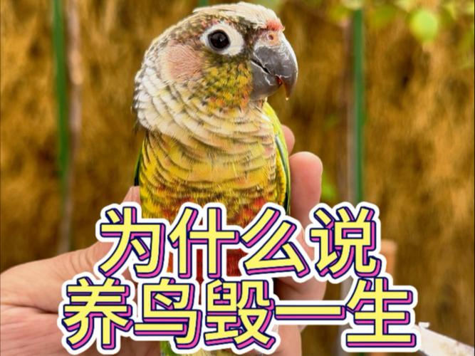 养鸟为什么毁一生
