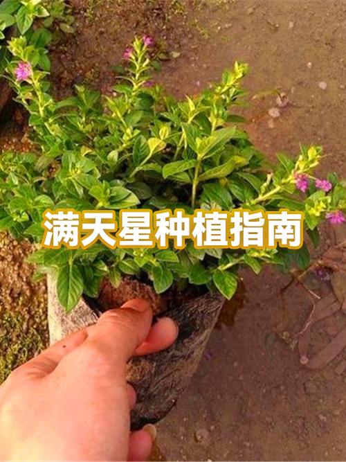 怎么包满天星花束图标