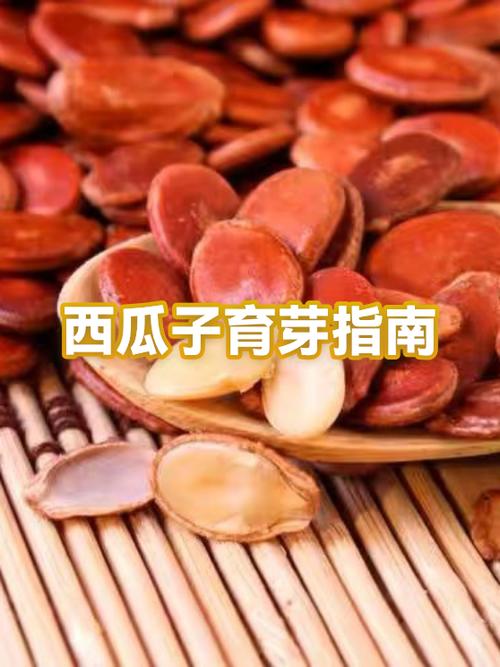 西瓜子带壳吞了要紧吗