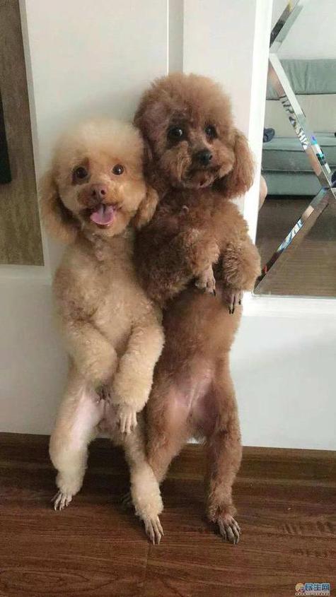 贵宾犬一生认几个主人