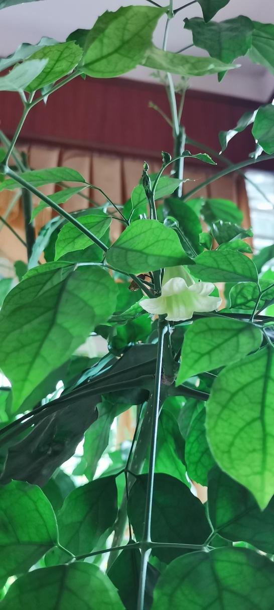 幸福树开花什么样子