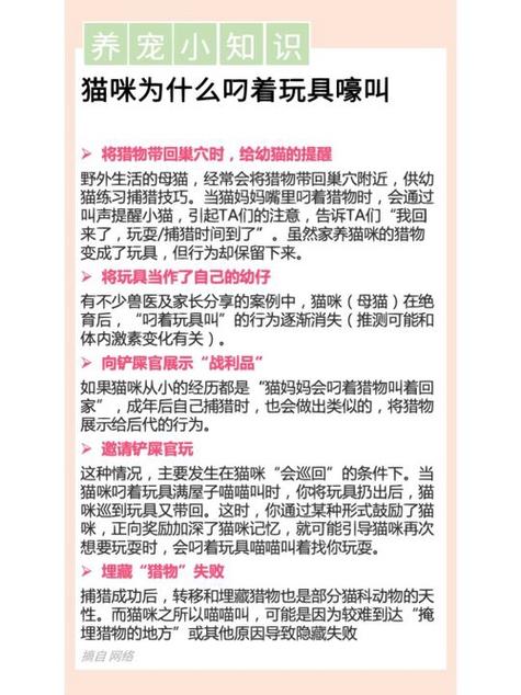 猫咪的10种叫唤语言