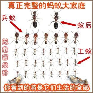 大头蚁怎么养