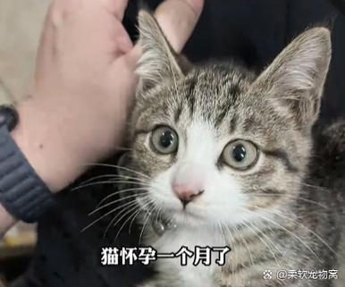 猫咪不想让主人离开的原因