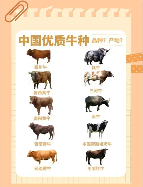 青牛是哪种牛品种