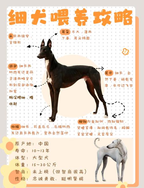 狗的古风叫法截图