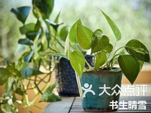 绿萝网app缩略图