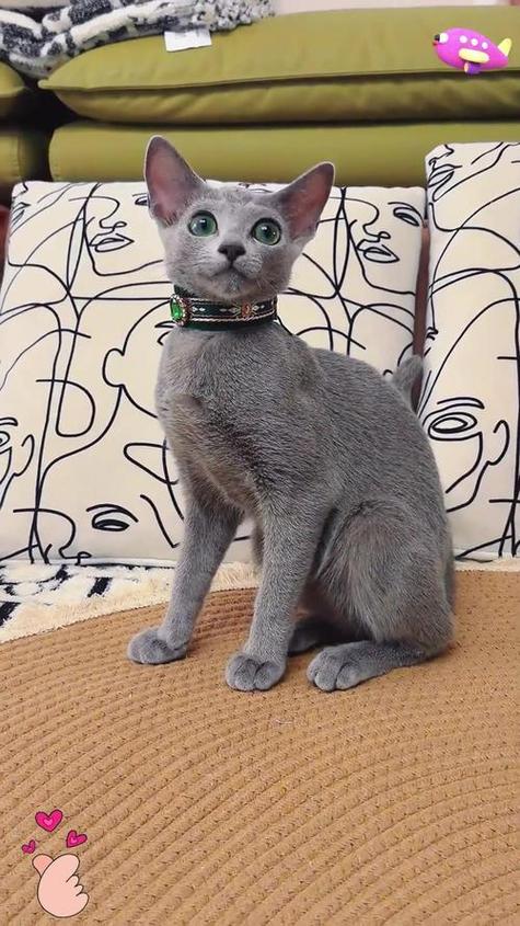 蓝猫会变色吗