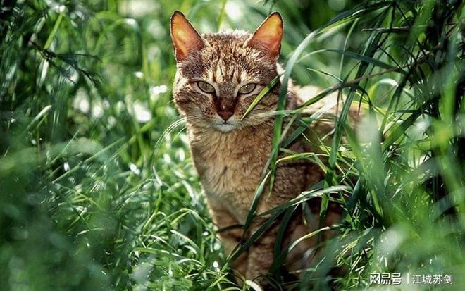 非洲野猫灭绝了吗