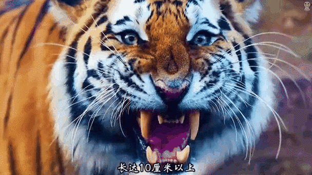 花都猛虎
