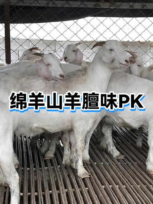 绵羊山羊肉的膻味区别