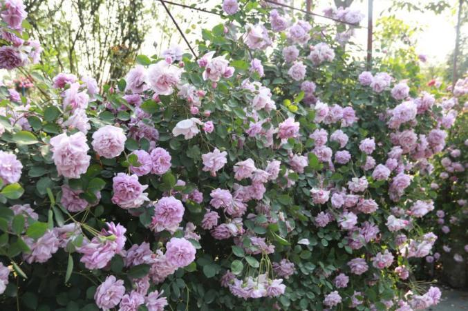 芙美至是正规公司吗