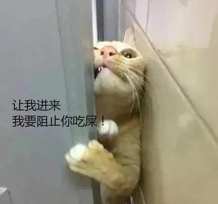 猫咪社交2.0风险缩略图