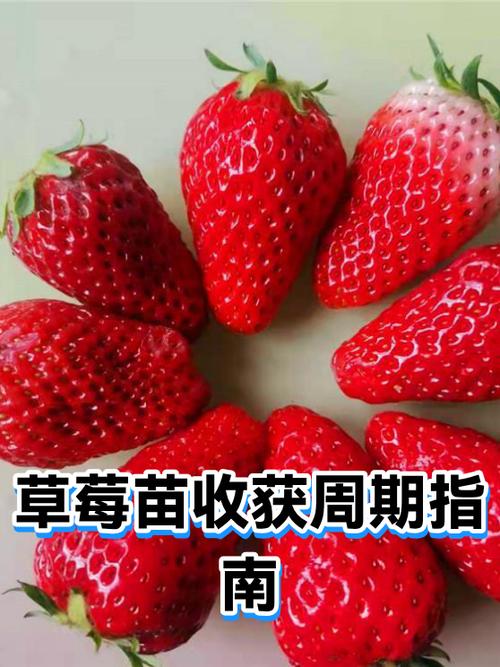 20亩草莓能挣多少钱