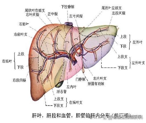 肝不好有什么症状