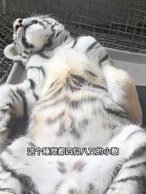 虎小满领主求生记免费畅听