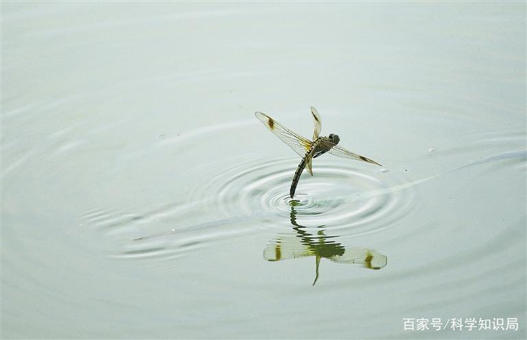 蜻蜓点水的由来和意义