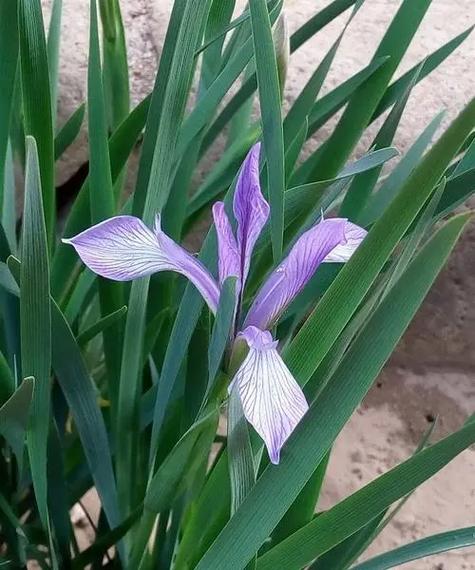 马莲花和马兰花的区别
