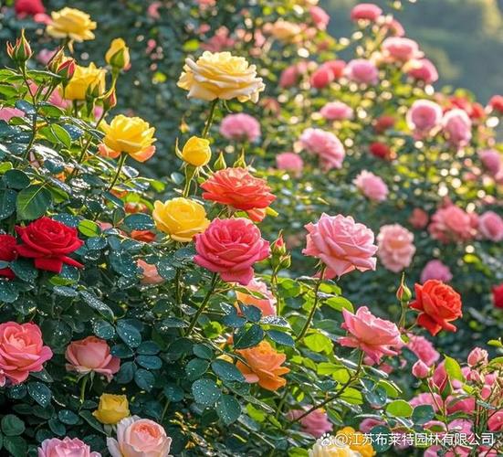 月季花金句精选