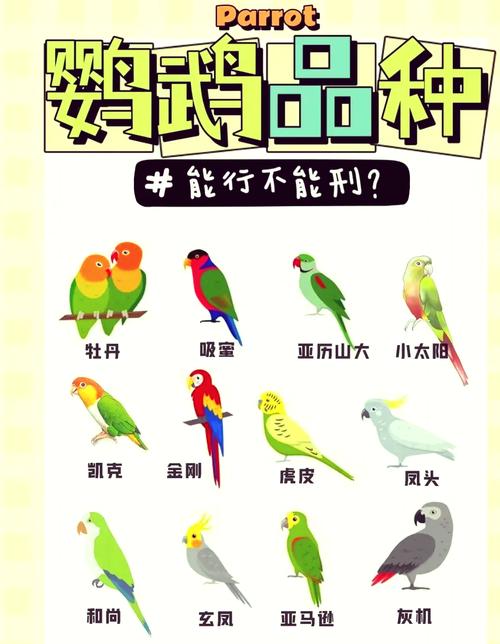 娇凤鸟的寿命一般是多久