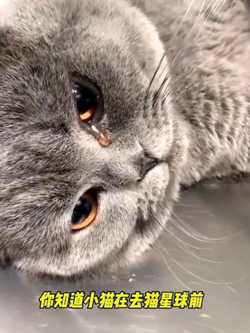 猫咪去了猫星球句子