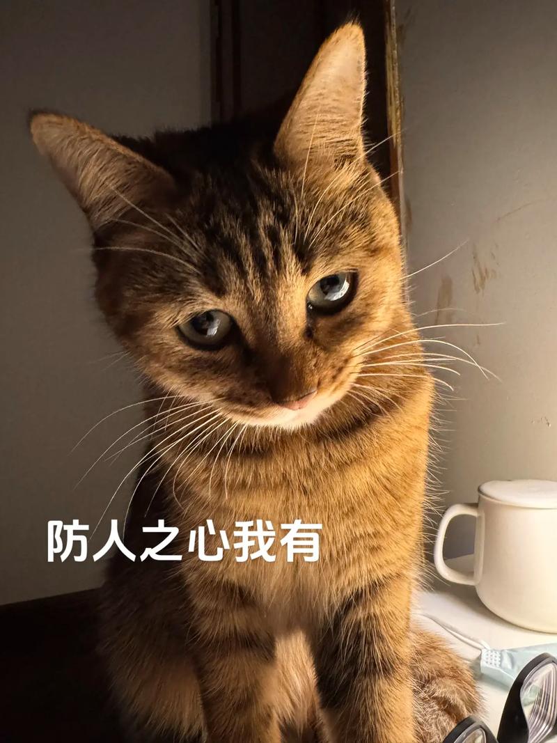 坏坏猫破解版下载