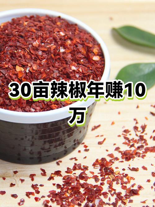 干辣椒生意利润有多大