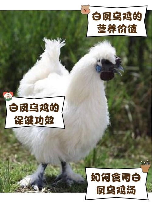 白鸡是什么鸡品种