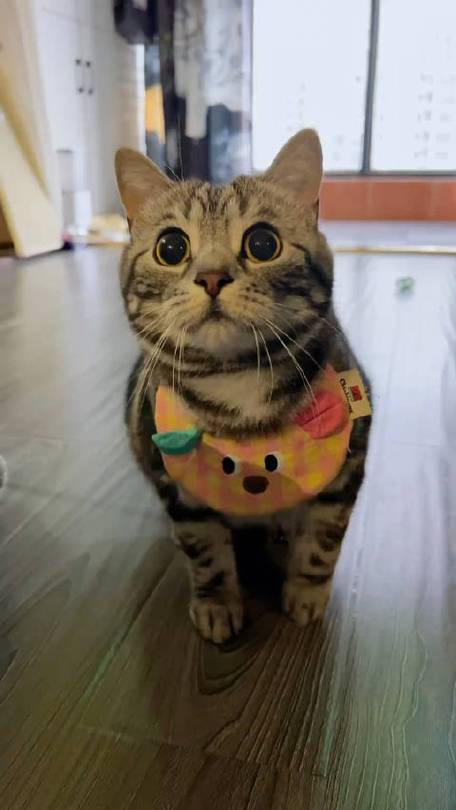嗨皮猫