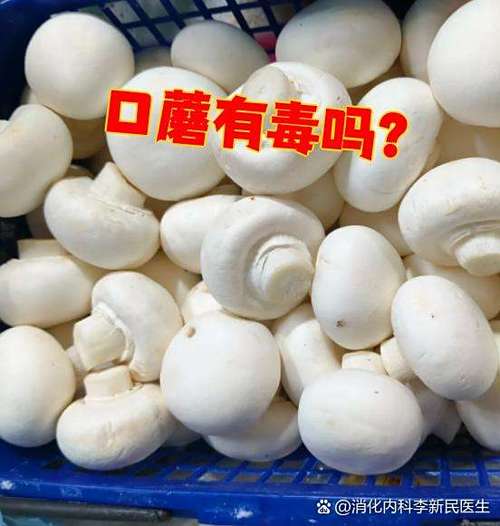 白色蘑菇叫什么