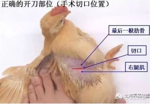 最简单安全阉鸡方法