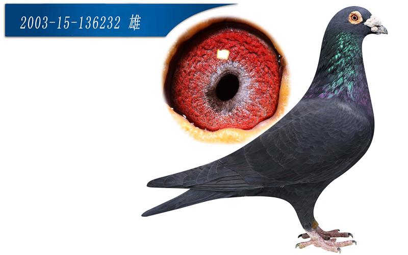 十大最黑鸽子品种