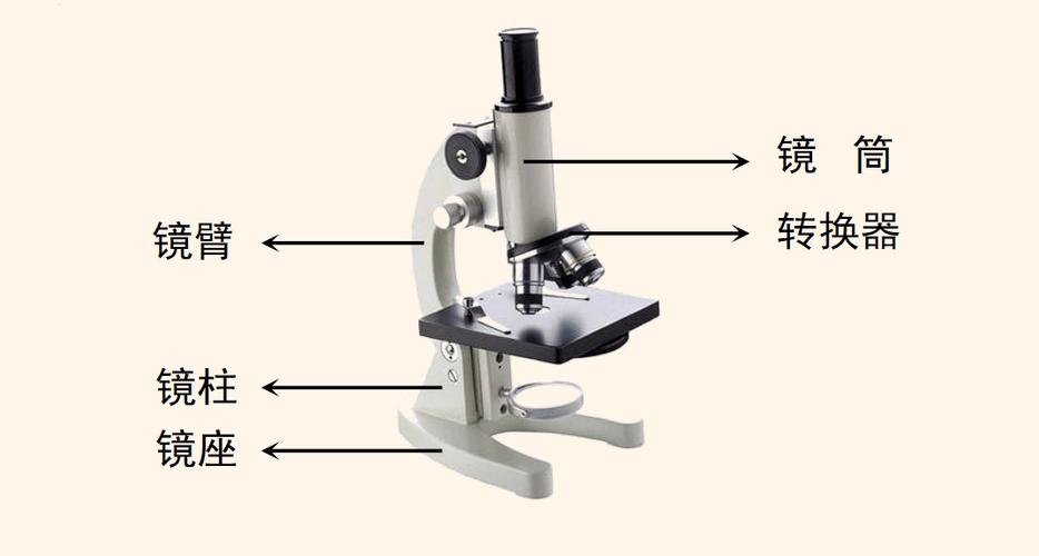 认识显微镜的结构实验视频