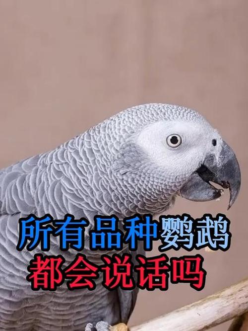 哪些鹦鹉会说话