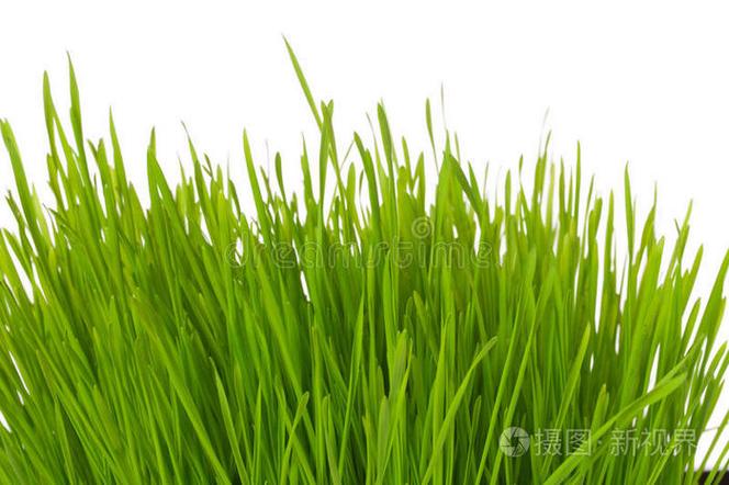 部落冲突高草丛可以无限长吗