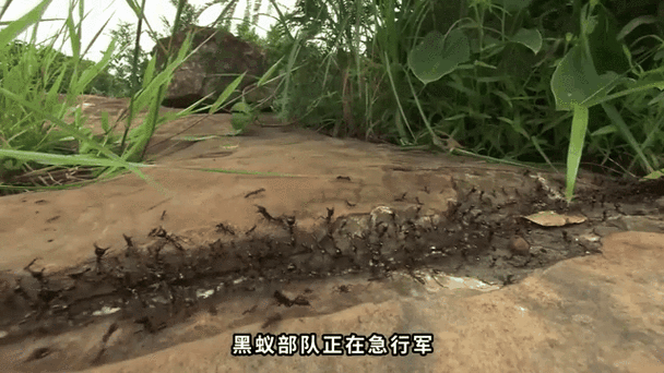 什么是蚂蚁军团