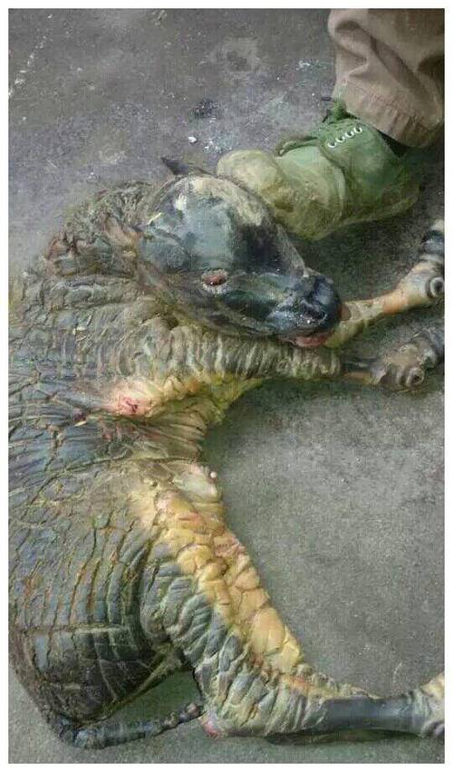 麒麟图片真实