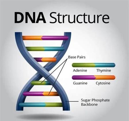 我的dna