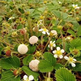 贵州野生白草莓