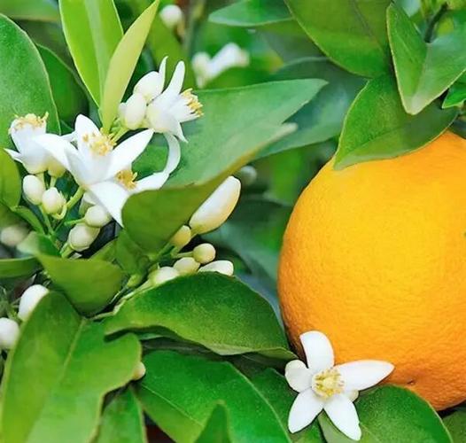 苦橙花图片
