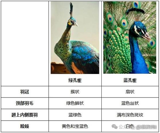 孔雀的外貌描写20字
